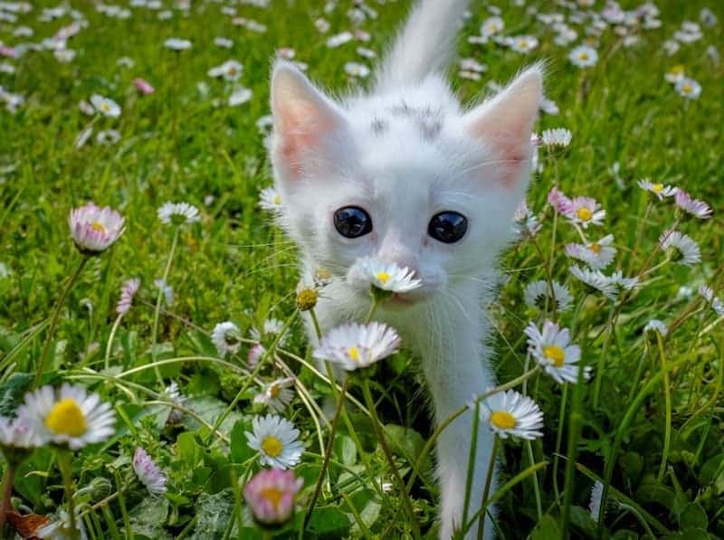 why are cats so cute Sunrisehs