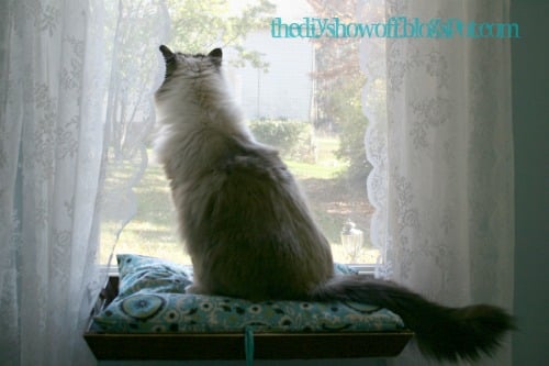 window cat perch