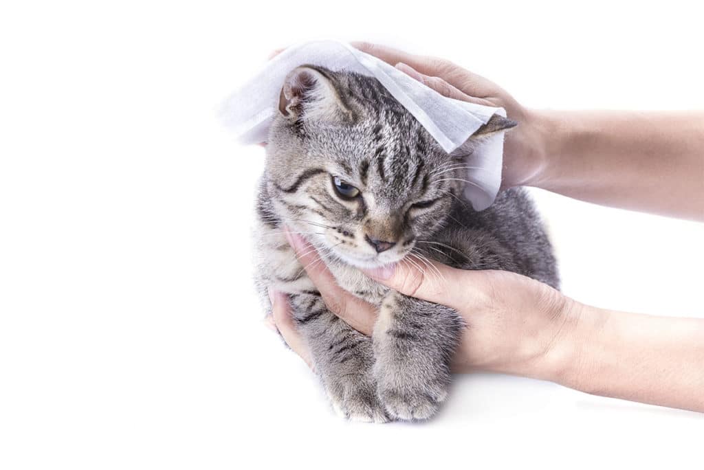 wiping cat with baby wipes
