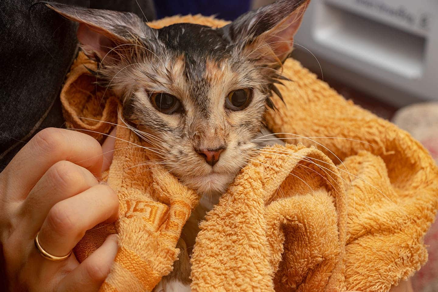 wiping cat with damp towel