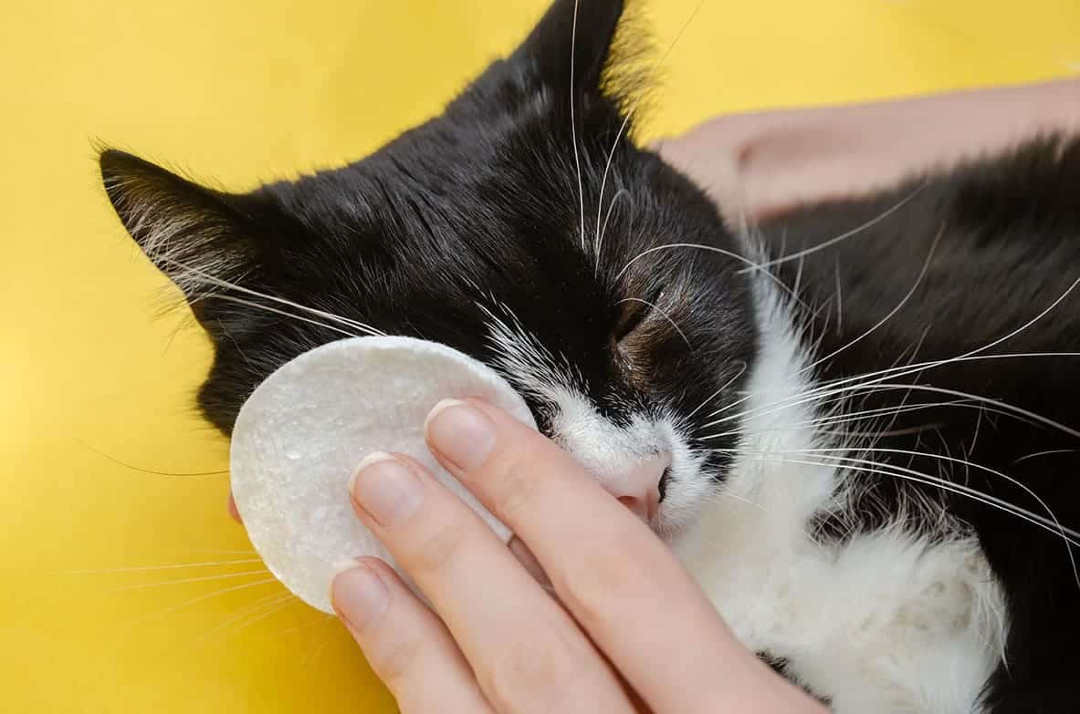 wiping cat's eye_Yaroslau Mikheyeu, Shutterstock