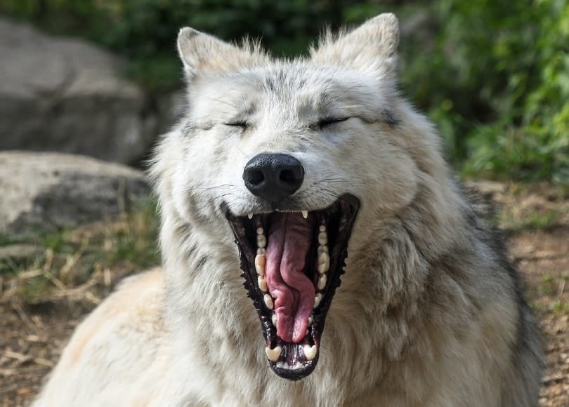wolf mouth, wolf teeth