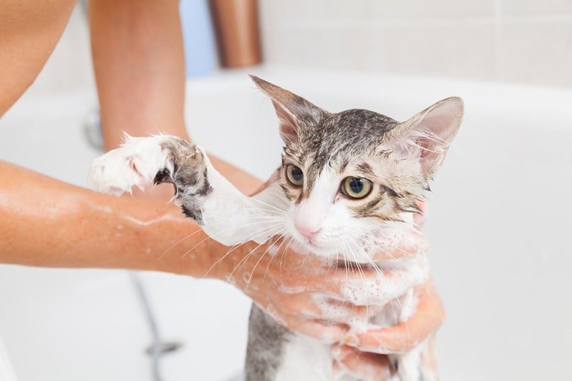 woman bathing a cat