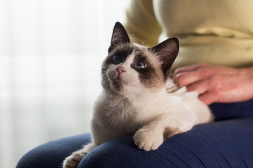 woman careses a small Siamese kitten