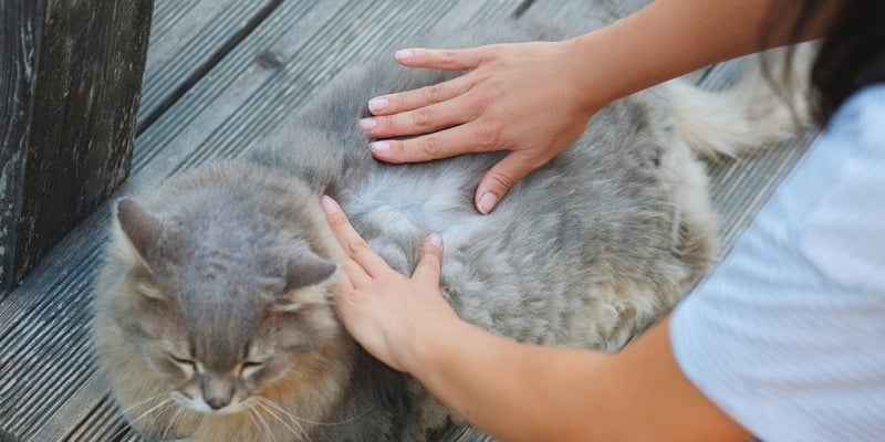 woman checking- cats skin