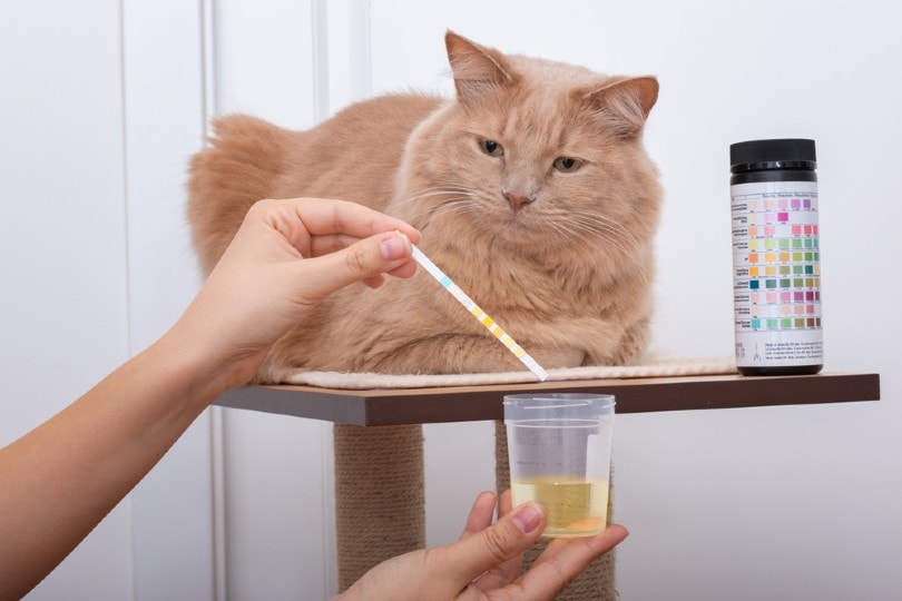 woman collecting urine sample of an orange cat