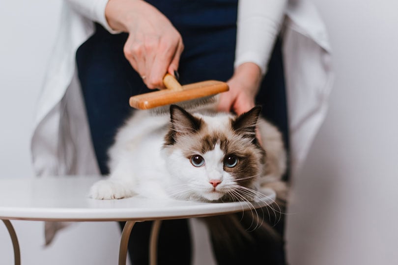 woman combing ragdoll cat