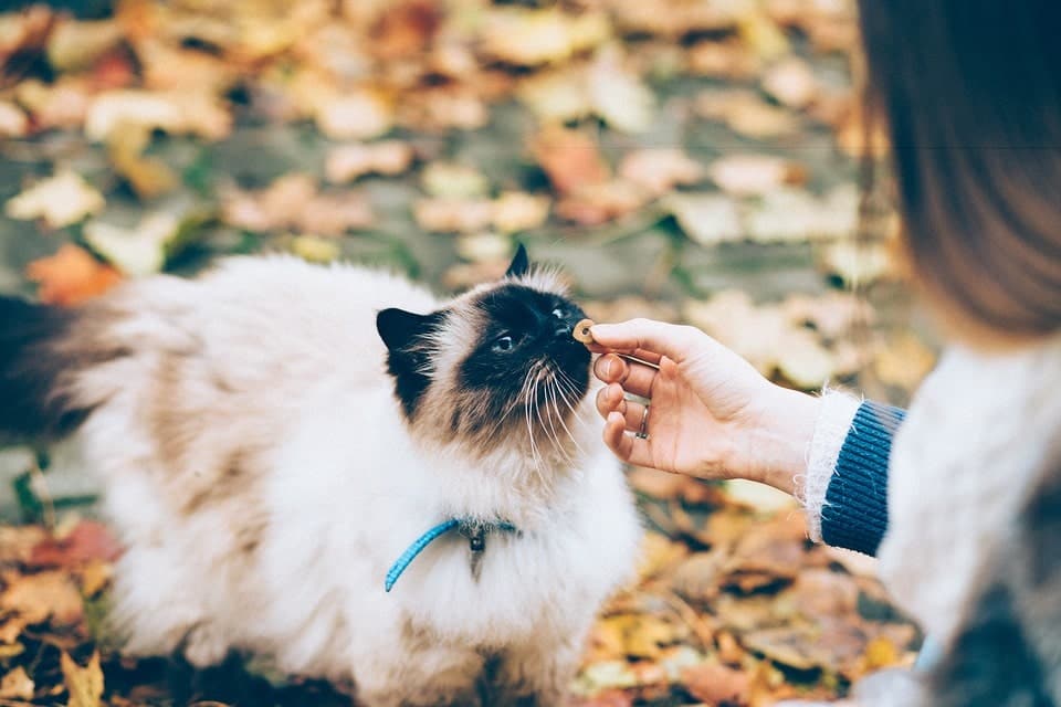 woman giving cat a treat