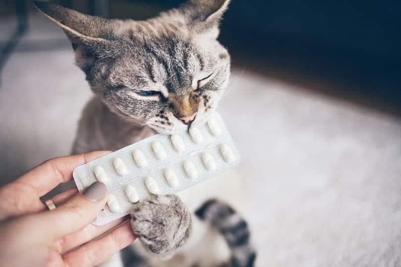 woman hand giving to the cat special pills_Veera_shutterstock