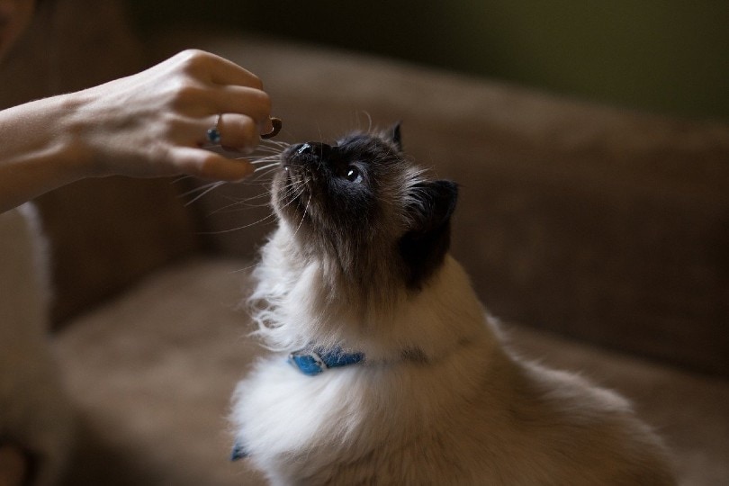 woman hang giving treat to a cat