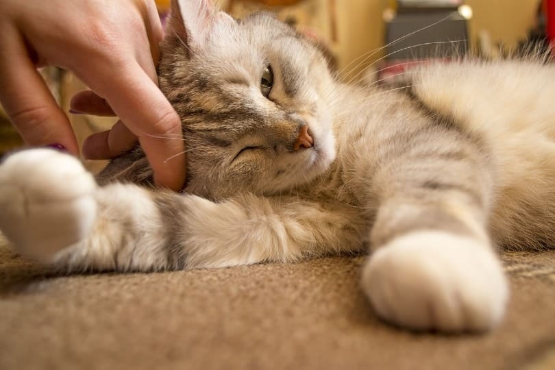 woman hand petting a cat