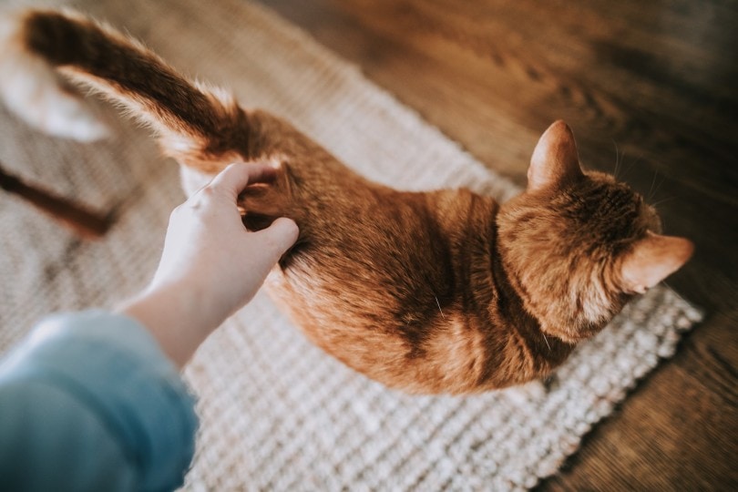 woman hand petting cat