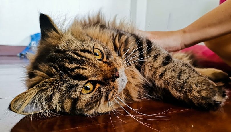 woman hands rubbing the persian cat