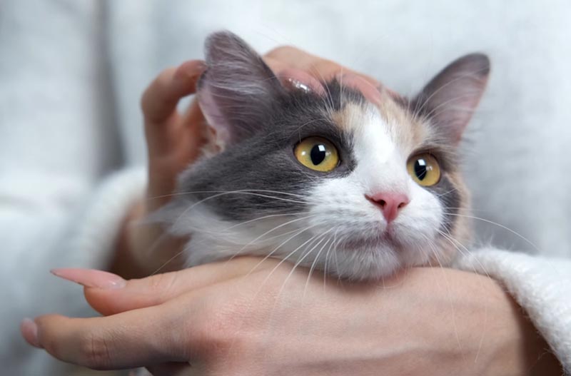 woman holding and stroking a cat purring