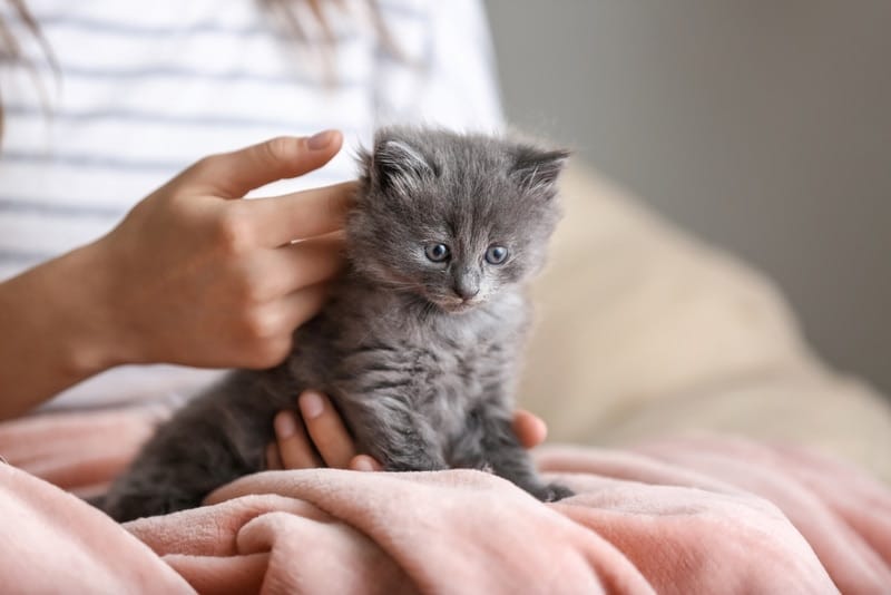 woman holding cute kitten