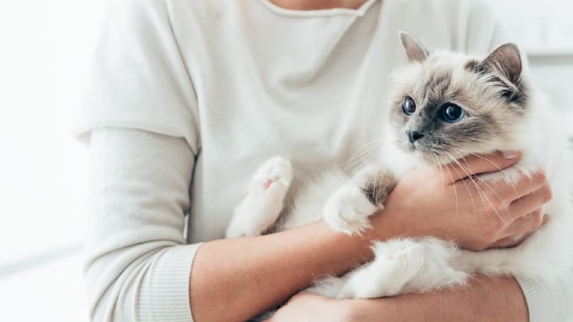 woman holding her birman cat