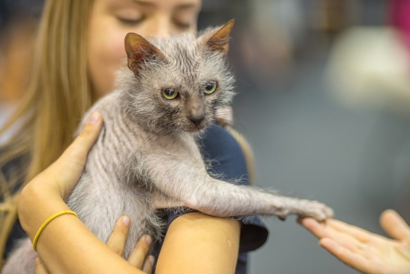 woman holding lykoi cat