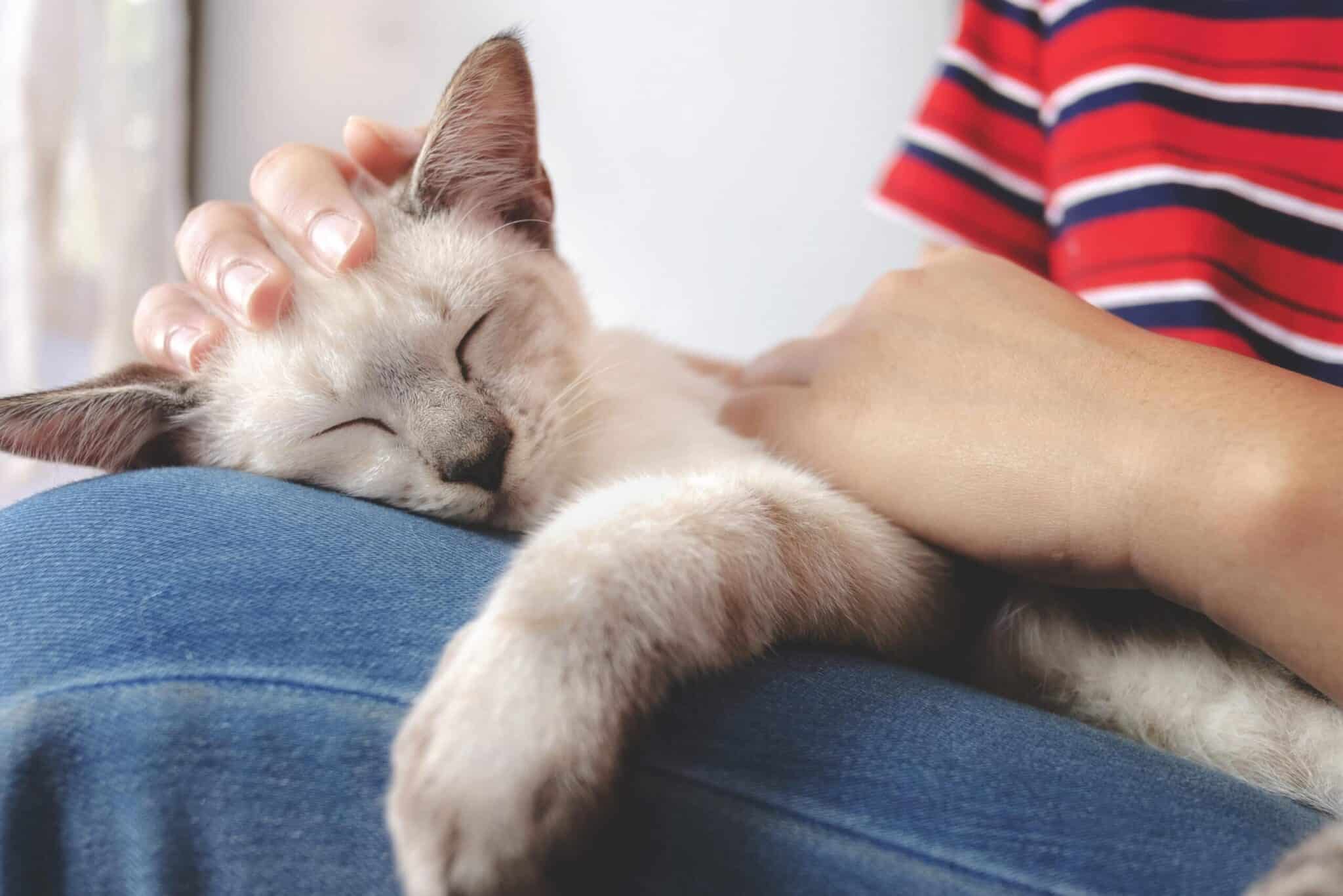 woman-owner-holding-little-white-cat-while-sleeping