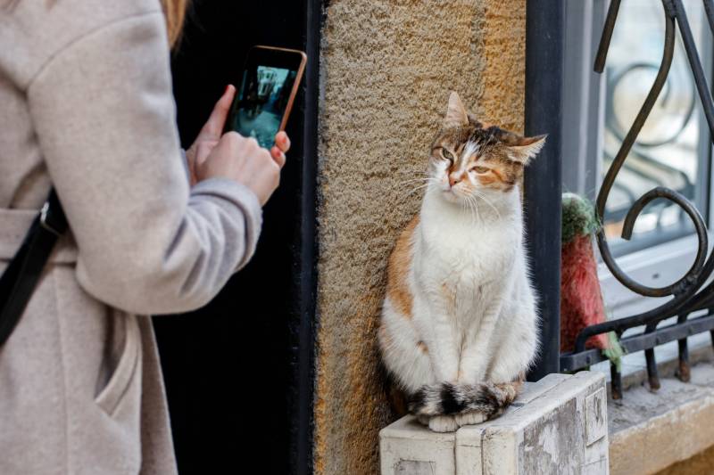 woman photographs a stray cat with a smartphone