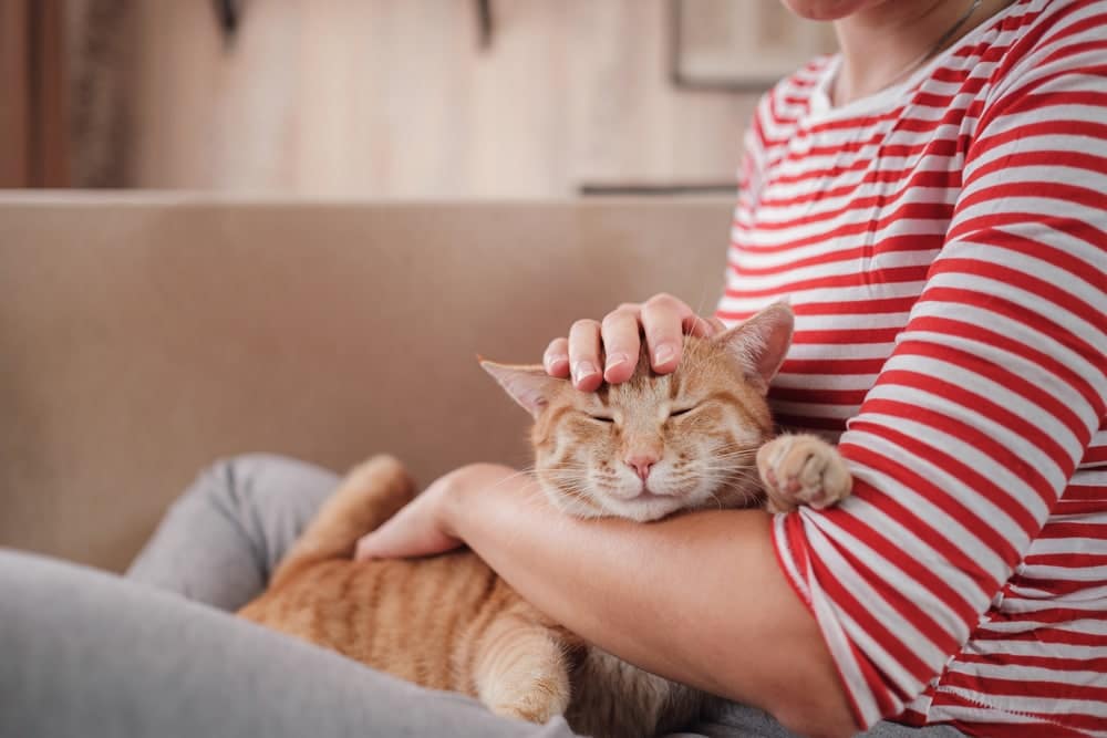 woman relaxing with her ginger tabby cat on a sofa