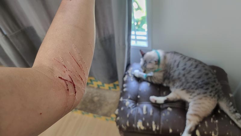 wound from cat bites and scratches with blood on it drying up