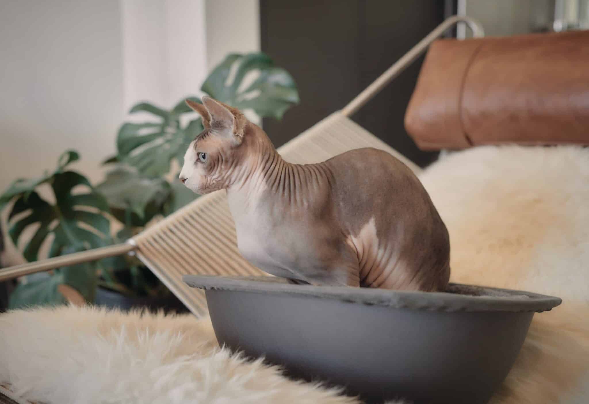 wrinkley hairless cat in hepper nest bed sphynx