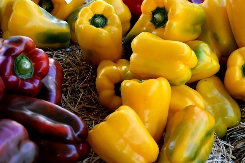 Can Cats Eat Bell Pepper? Our Vet Answers & Provides Safety Info Catster