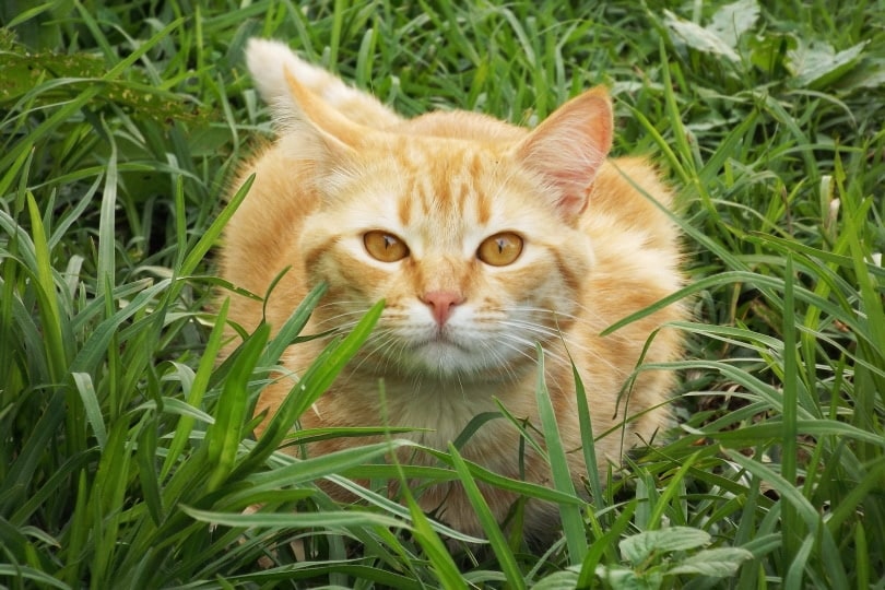 yellow cat on the grass