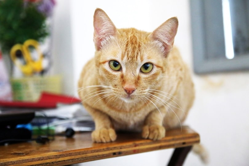 yellow cat sitting on the table