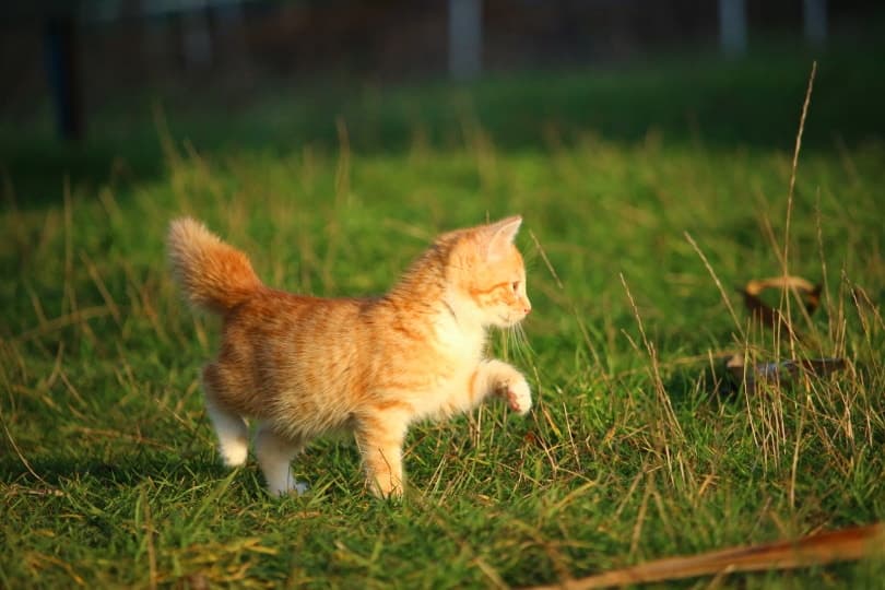 yellow kitten on the grass