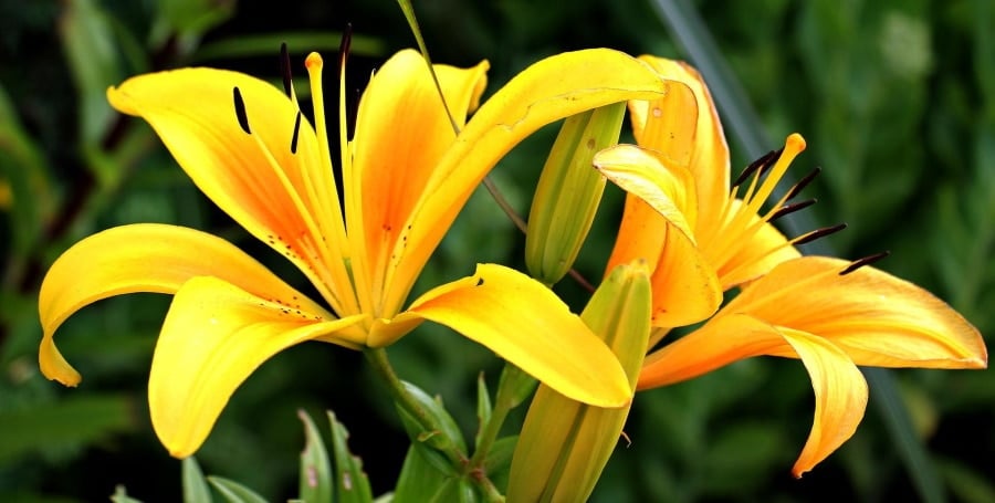 yellow lily flowers