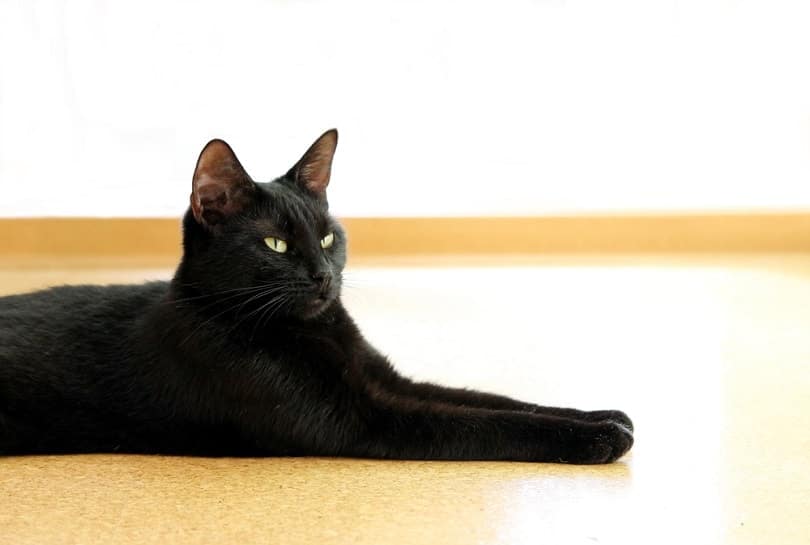 young black cat lies on a cork