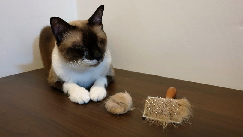 young cat sitting on wooden table with hairball_RJ22_shutterstock