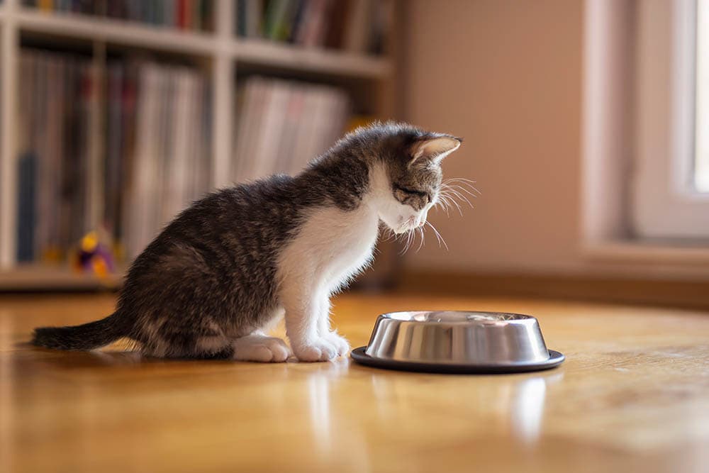 young cat staring at the bowl