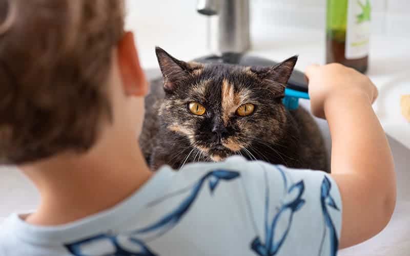 young-child-brushing-a-tortoiseshell-bristish-shorthair-cat