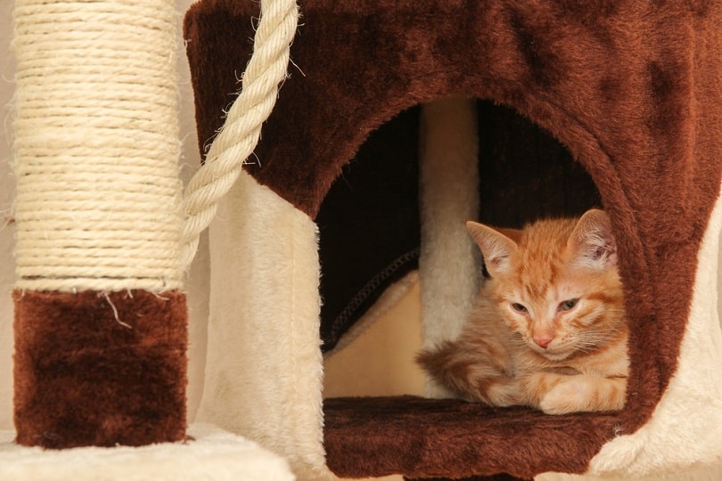 young kitten in the cave of a cat tree