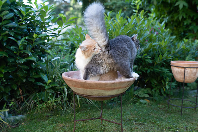 young maine coon cats sniffing each other's butt