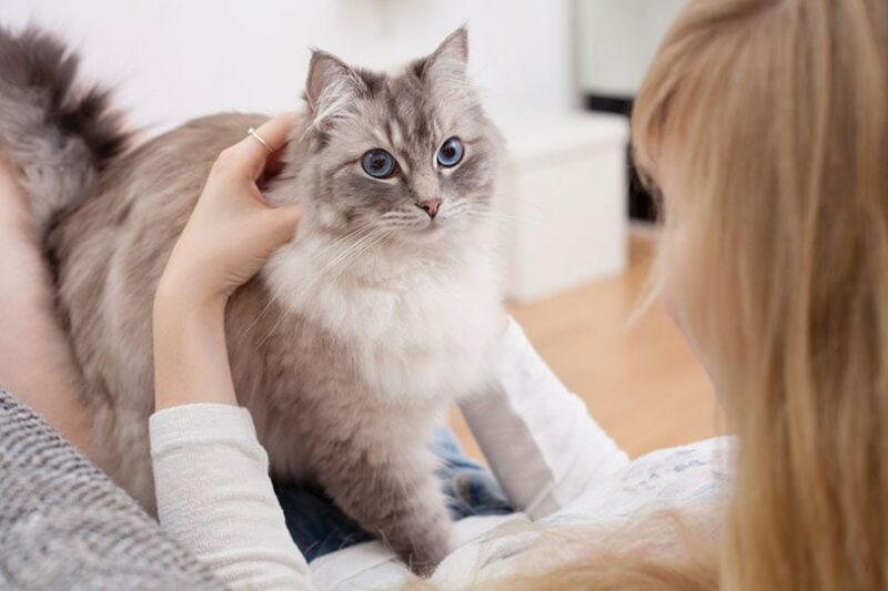 young woman with ragdoll cat on couch