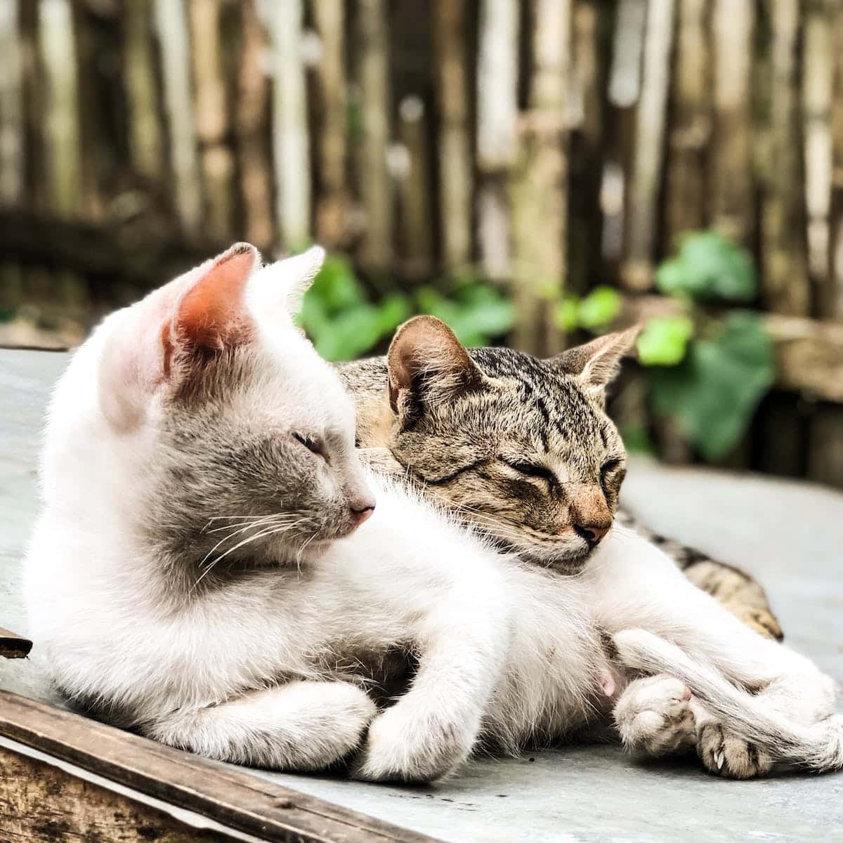 Close-Up Photography of Tabby Cats Laying