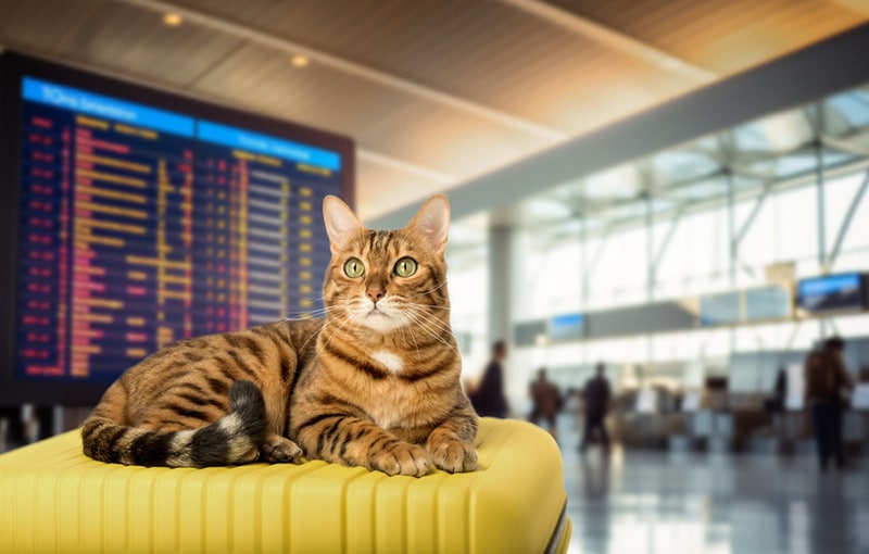 A Bengal cat lies on a yellow suitcase at the airport