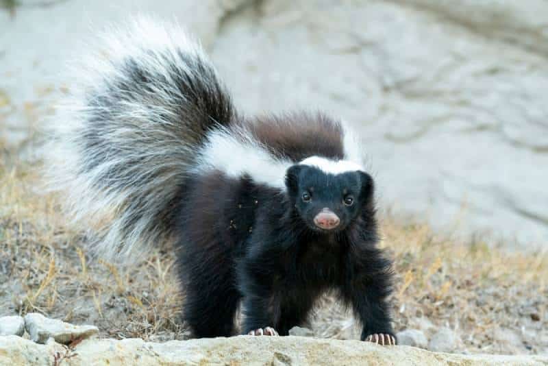 A Humboldt's Hog-nosed Skunk standing on a rock