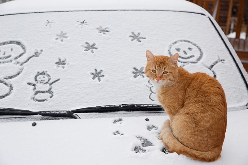 A red cat sits on the hood of a car