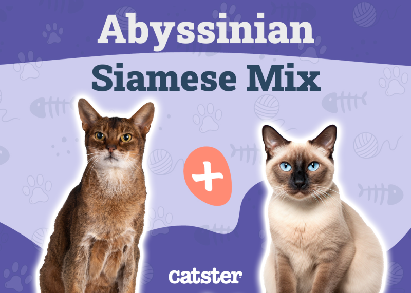 Abyssinian Siamese Mix