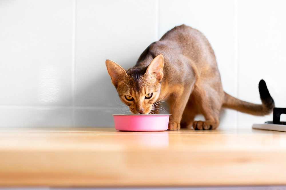 Adorable abyssinian kitty standing with tail up close to pink bowl with feed