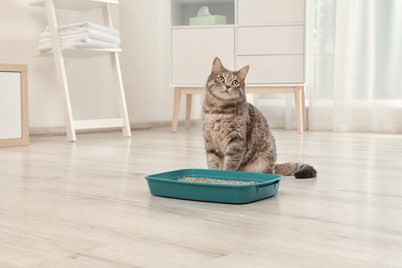 Adorable grey cat near litter box indoors