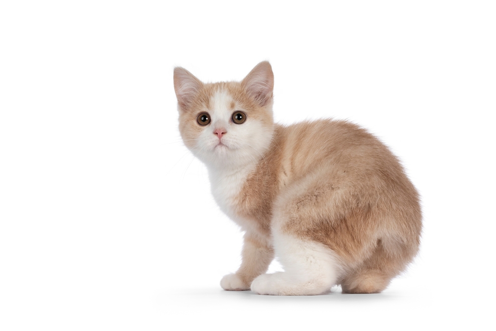 Adorable tailless Manx cat kitten