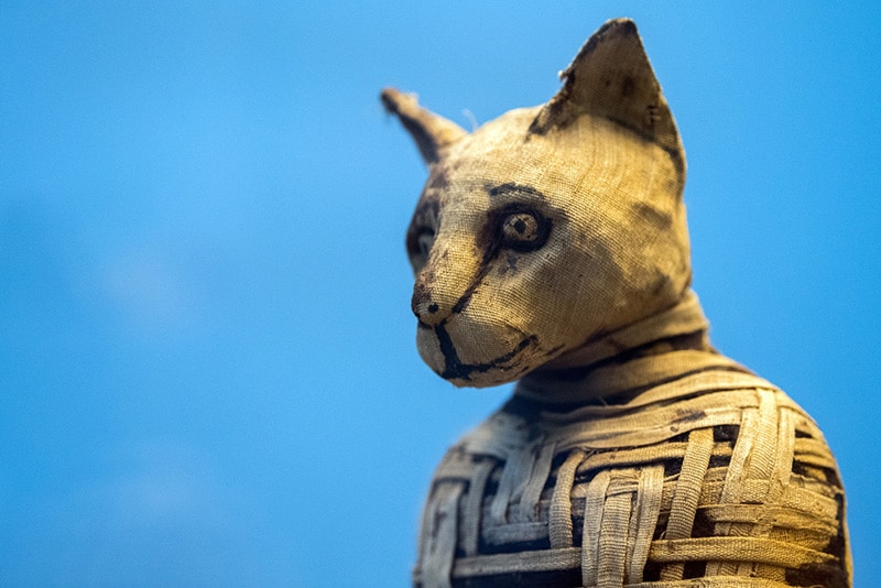 Ancient Egyptian cat mummy