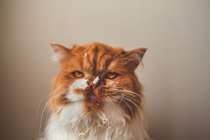 Angry ginger cat with a dirty face