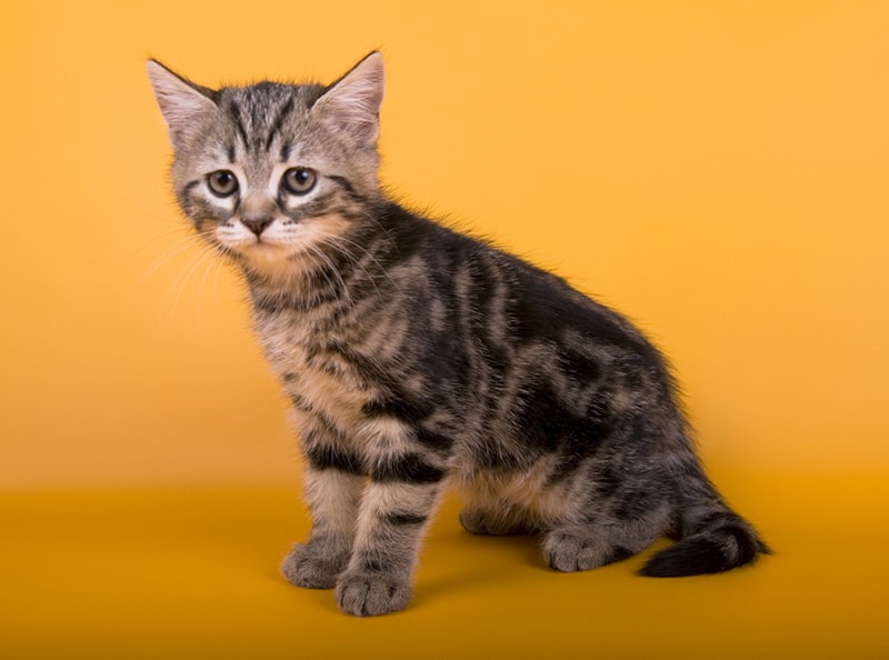 Australian Mist Kitten