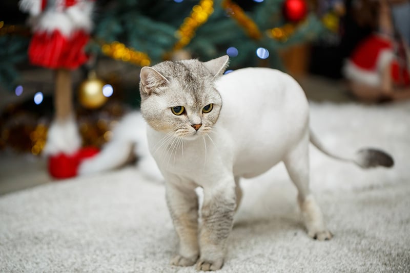 Beautiful gray scottish fold cat shaved cat